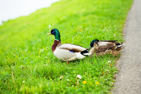 草地上的鸭子图片
