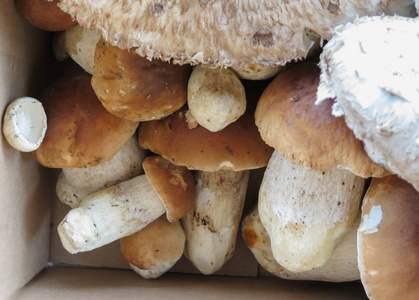 单面, porcino, macrolepiota procera 蘑菇食品