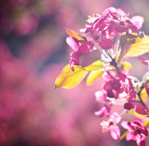 苹果花