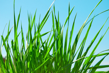 茸茸的芳草和塞舌尔岛上椰林青草青芳草青草青芳草青草青芳草青草青