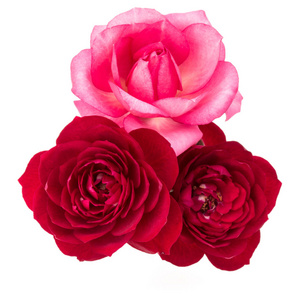 红色和粉色玫瑰