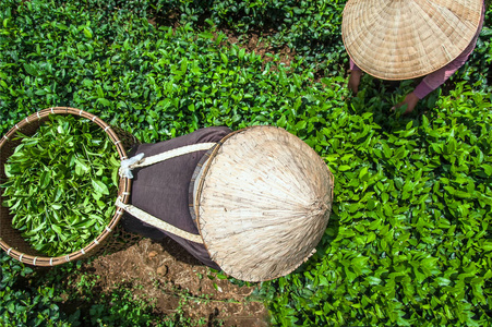 越南林省茶叶收获的农民