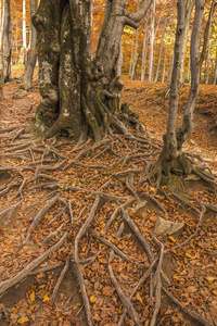 Bieszczady 山脉波兰喀尔巴阡山