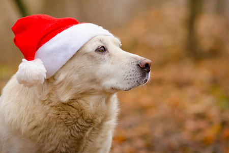 狗在圣诞节帽子