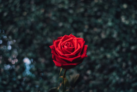 红玫瑰花在情人节的绿色自然