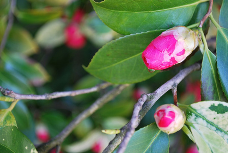 茶花芽