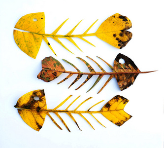 秋天的树叶在鱼的形式