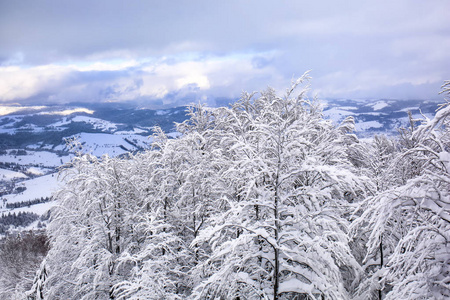 冬日里山上美丽的雪树