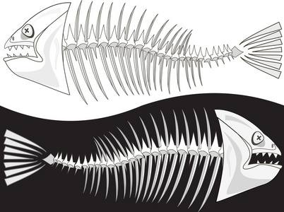 鱼的骨骼