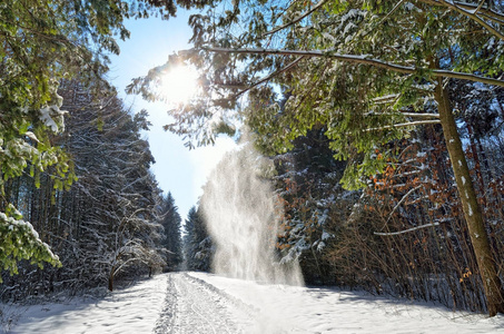 在下雪的冬天森林里的树的树枝间的阳光