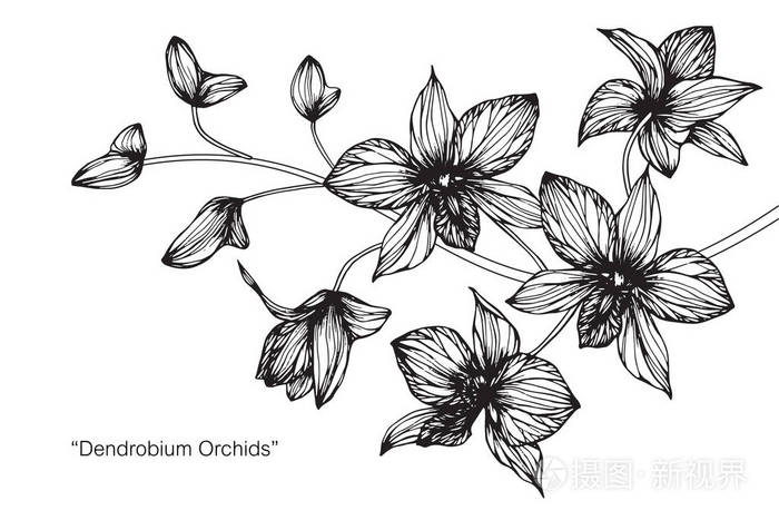 兰花花黑白线条画素描
