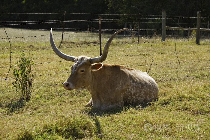 德克萨斯长角牛休息