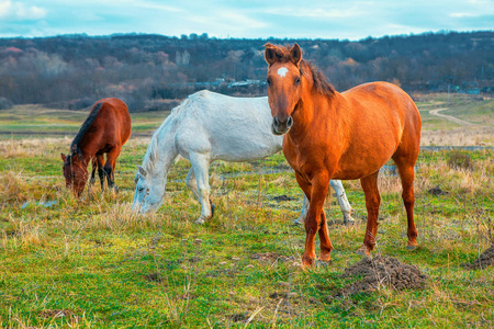 三匹马在草地上放牧新鲜草