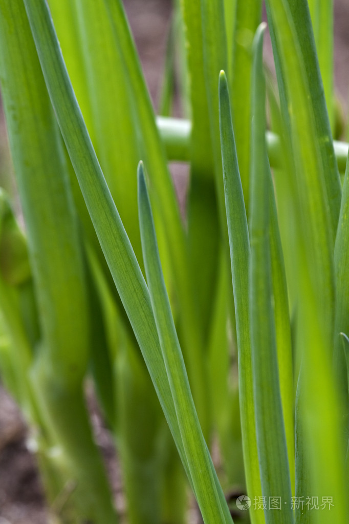 生吃的小洋葱葱springonion的名词复数