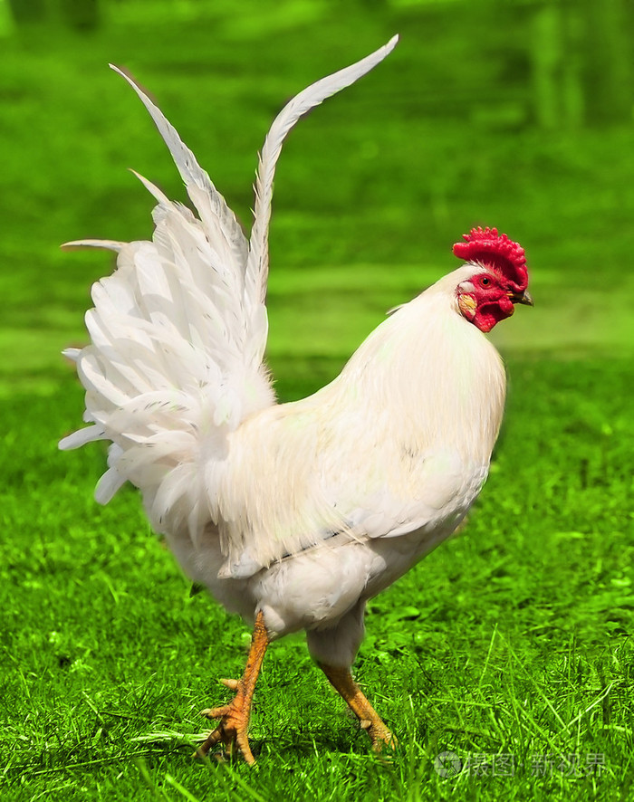 绿草上的白公鸡