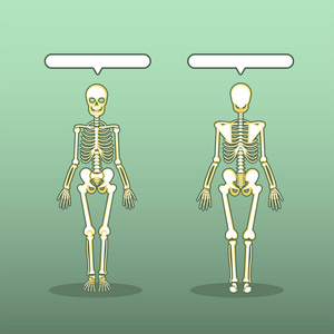 人体解剖骨骼设置矢量照片