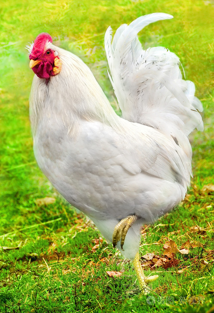 绿草上美丽的白公鸡