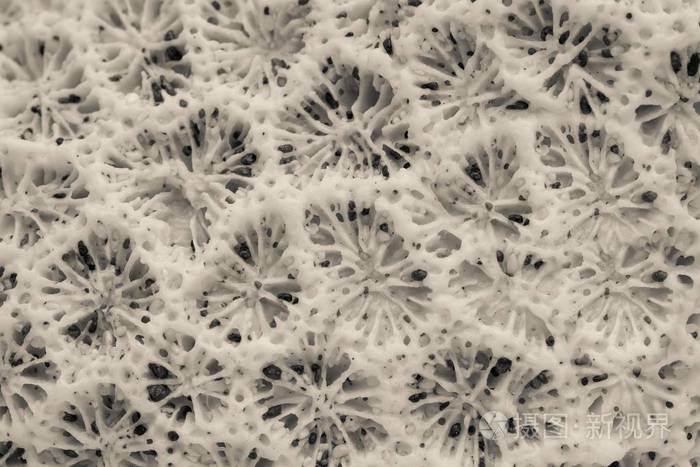 自然纹理的海珊瑚