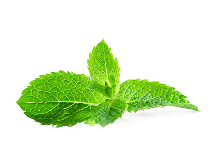 薄荷多年生草本图片-薄荷多年生草本素材-薄荷多年生草本插画-摄图新