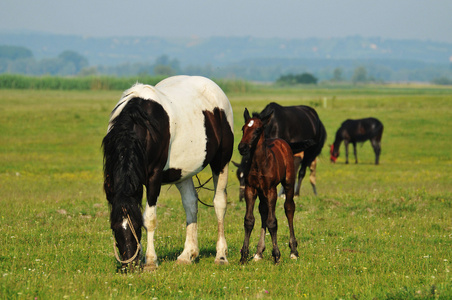 一只母马和一只白驹在草地上