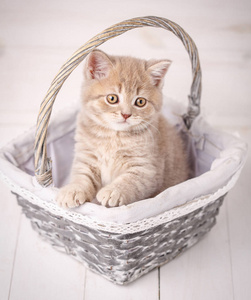 奶油色苏格兰海峡猫坐在柳条篮子里。一只顽皮的小猫