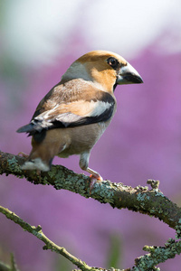 Coccothraustes 鸟类 在森林的树枝上