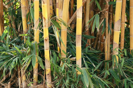 热带竹树