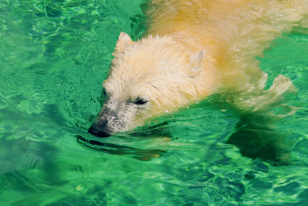 白色北极熊白色北极熊在水池里享用。北极熊的头, 沐浴在水中