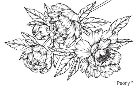 牡丹花.黑白线条画素描照片