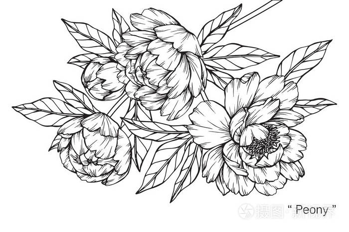 黑白线条画素描插画-正版商用图片02tavq-摄图新视界