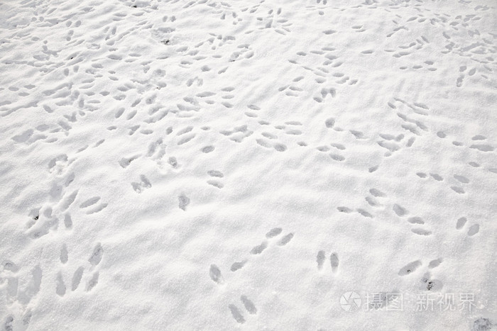 冬天白雪场上的兔子足迹
