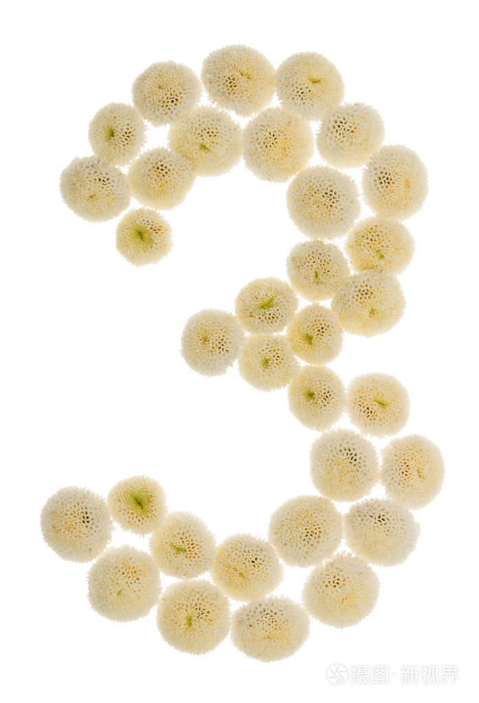 阿拉伯数字3三从菊花的奶油花是