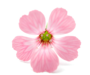 娇嫩的粉红色花朵图片