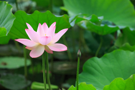 美丽的粉红色莲花朵鲜花，盛开在池塘里