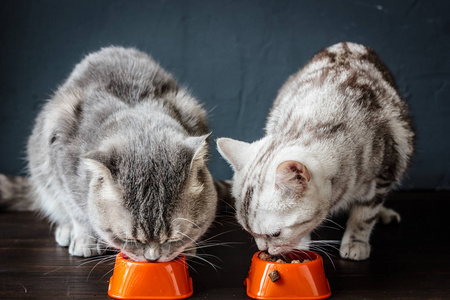 两只猫吃的食物