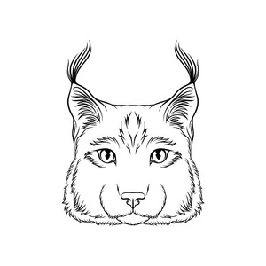 山猫头像素描, 野生薮猫的画像动物黑白手绘矢量插图照片