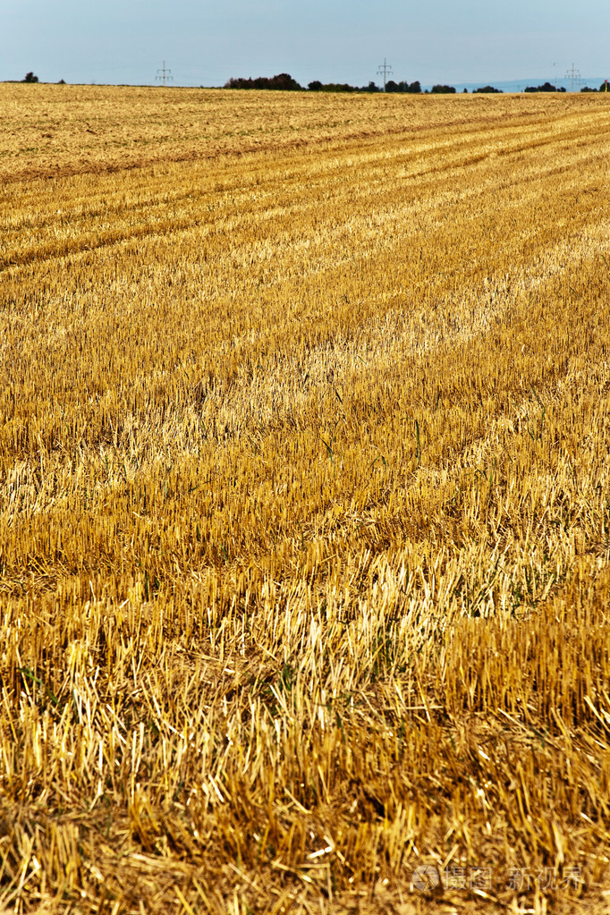 收割后的土地在阳光下显得金黄