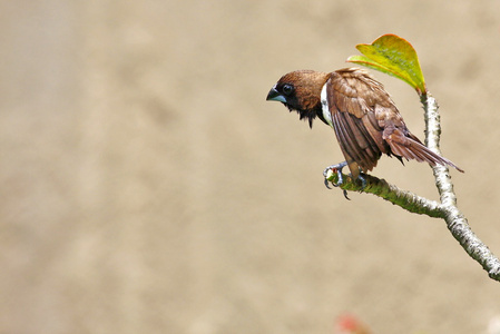 忧伤的沮丧的鸟儿照片