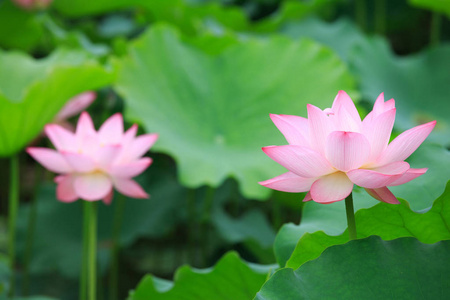 池塘里盛开着美丽的粉红色莲花
