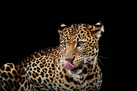 深色背景的豹肖像。虎 pardus kotiya