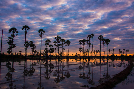 泰国黄昏时期的糖棕榈树景观