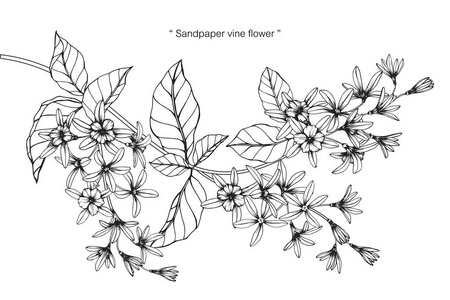 砂纸藤蔓花。黑白线条画素描