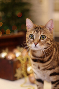可爱的猫与圣诞装饰的背景