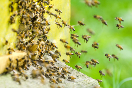 蜜蜂进入蜂巢