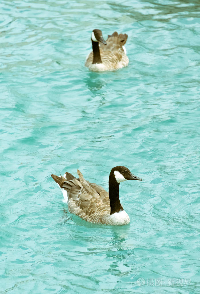 摄图新视界 照片 动物 两只成年鹅在湖里游泳.jpg