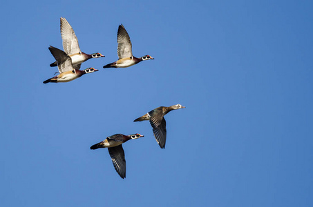 五只木鸭子在蓝天飞行