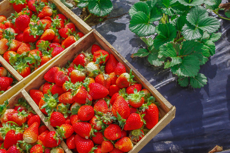 美味的厄瓜多尔草莓新鲜地收集在一个黑色塑料保护领域和一些草莓叶子的木盒子上的顶级视图
