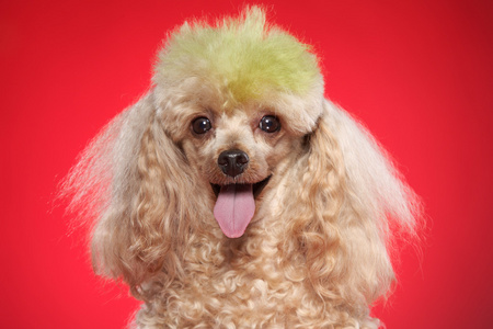 蓬松的狮子狗图片-蓬松的狮子狗素材-蓬松的狮子狗插画-摄图新视界