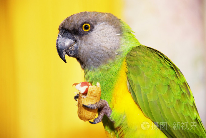 塞内加尔鹦鹉爪子里有核桃