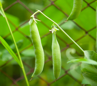 布什豌豆图片